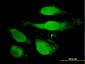 PRDX2 Antibody (monoclonal) (M01)